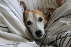 A small dog is nestled comfortably between striped bed sheets, gazing directly at the camera with a relaxed expression.