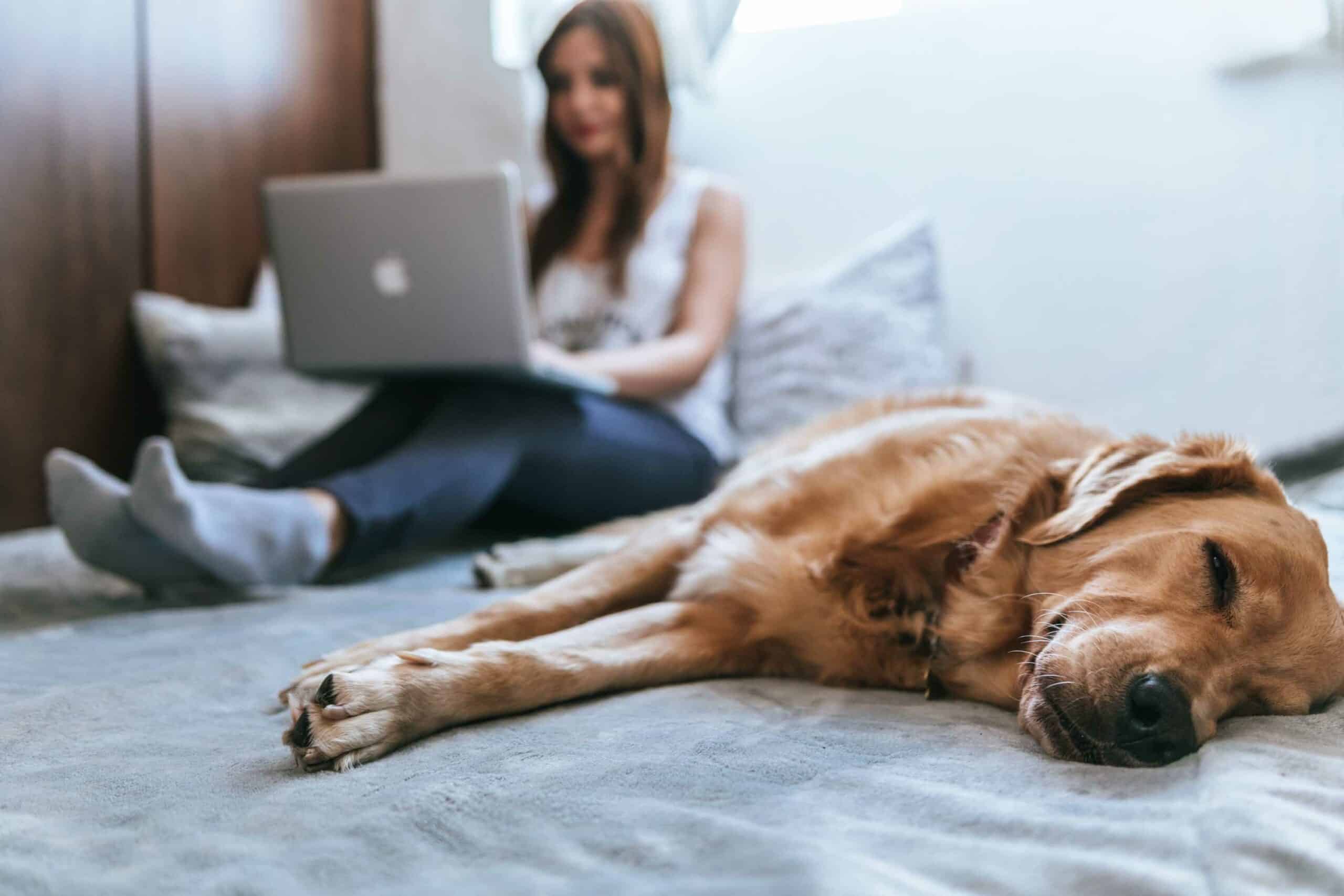 A woman relaxes with her dog and laptop